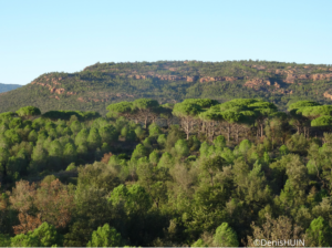 Sortie - L’arbre : un allié indispensable – Forêt domaniale de la Colle du Rouët -Le Muy - 05-06-2025 - 2024