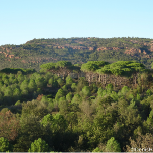 Sortie - L’arbre : un allié indispensable – Forêt domaniale de la Colle du Rouët -Le Muy - 05-06-2025 - 2024