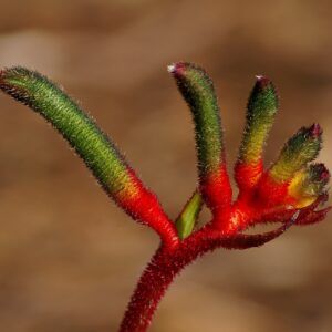 Sortie - Parc Gonzalez - Bormes-les-Mimosas - 18-02-2027 - 2026