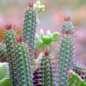 Sortie - Jardin Exotique - Monaco - 05-11-2026 - 2026
