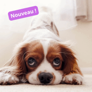Atelier - Mon chien et moi - Les bases d'une bonne relation - Jeudi 14h00 - 2025