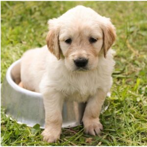 Atelier - Éthologie canine : apprentissage et éducation - Lundi 13h30 - 2026