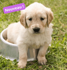 Atelier - Mon chien et moi - Les bases d'une bonne relation - Jeudi 14h00 - 2025