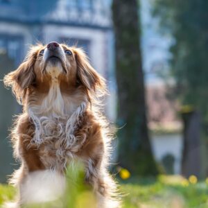 Atelier - Mon chien et moi - Les bases d'une bonne relation - Jeudi 14h00 - 2025