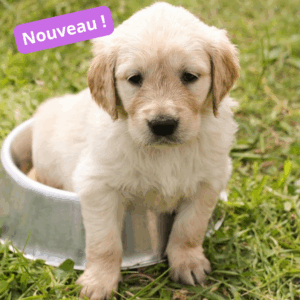 Atelier - Mon chien et moi - Les bases d'une bonne relation - Jeudi 14h00 - 2025
